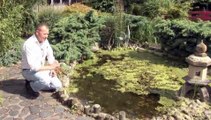 How To Create Japanese Paradise Gardens