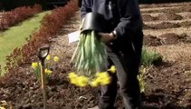 How To Plant Daffodils