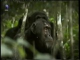 Inteligencia primate: Cacerias en grupo
