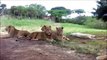 Lion Opens Door During Car Safari