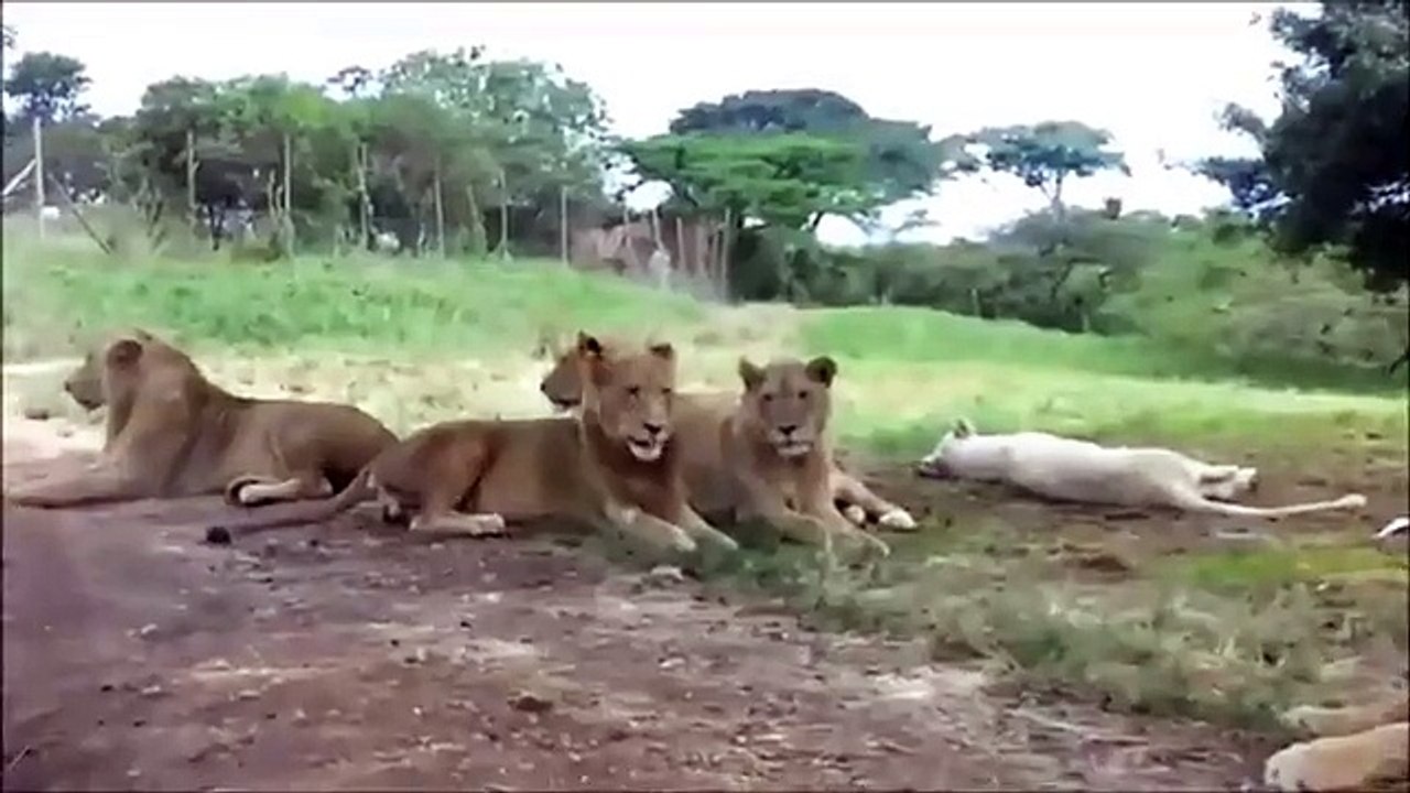 Lion Opens Door During Car Safari
