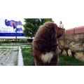 Satilik Tibet Mastifi - ( Tibetian Mastiff )