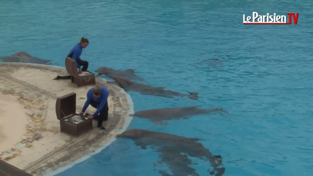Au Parc Astérix, les dauphins tiennent la vedette