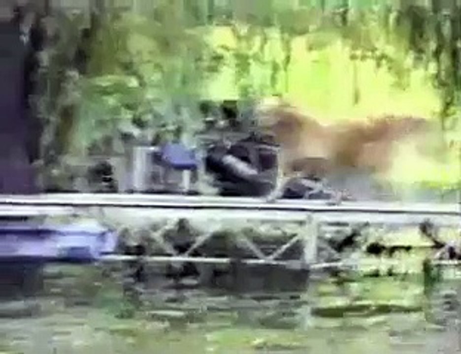 animal funniest video