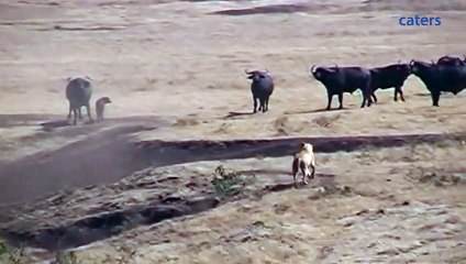 Hero Buffalo Saves Calf From Pride Of Lion