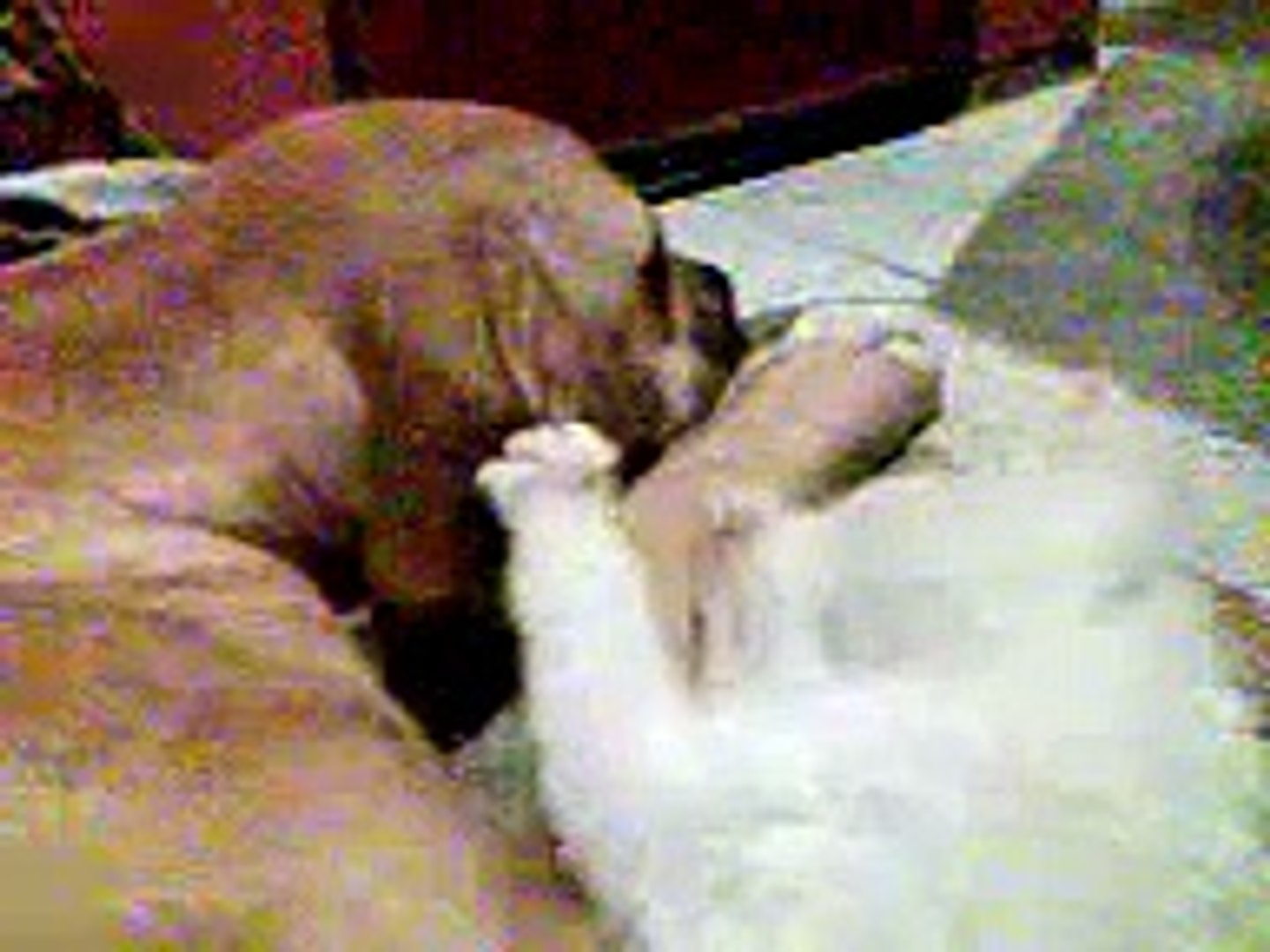 ⁣videos divertidos de Animal Planet[3]