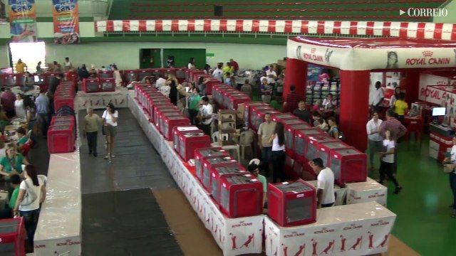 Exposição em Vinhedo reúne gatos raros de varios países