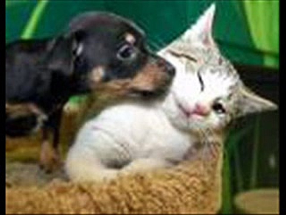 funniest animals 8