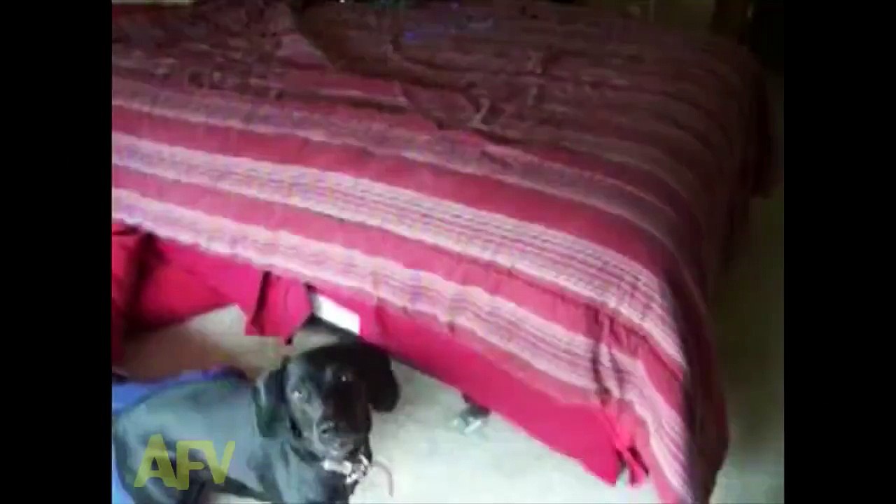 This is the funniest thing I've seen all day