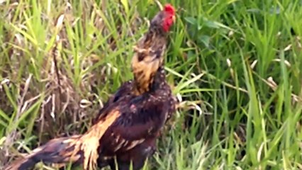 Asil Paquistan vs Shamo www.criatoriojf.com.br Vendido!