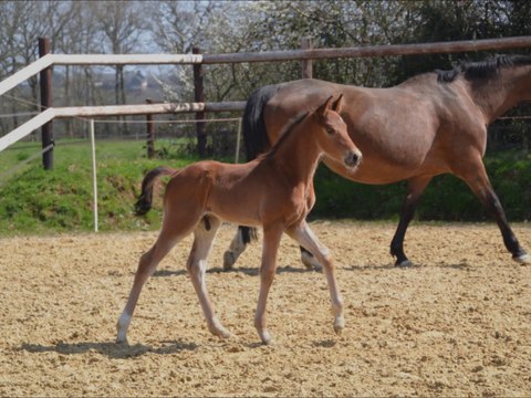 Furyo des Edènes 3 semaines