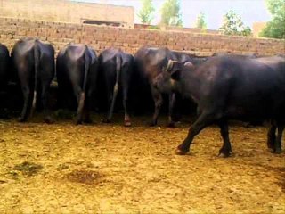ANIMAL FEED ROZANA KITNI AUR KIS WAQAT DR.ASHRAF SAHIBZADA