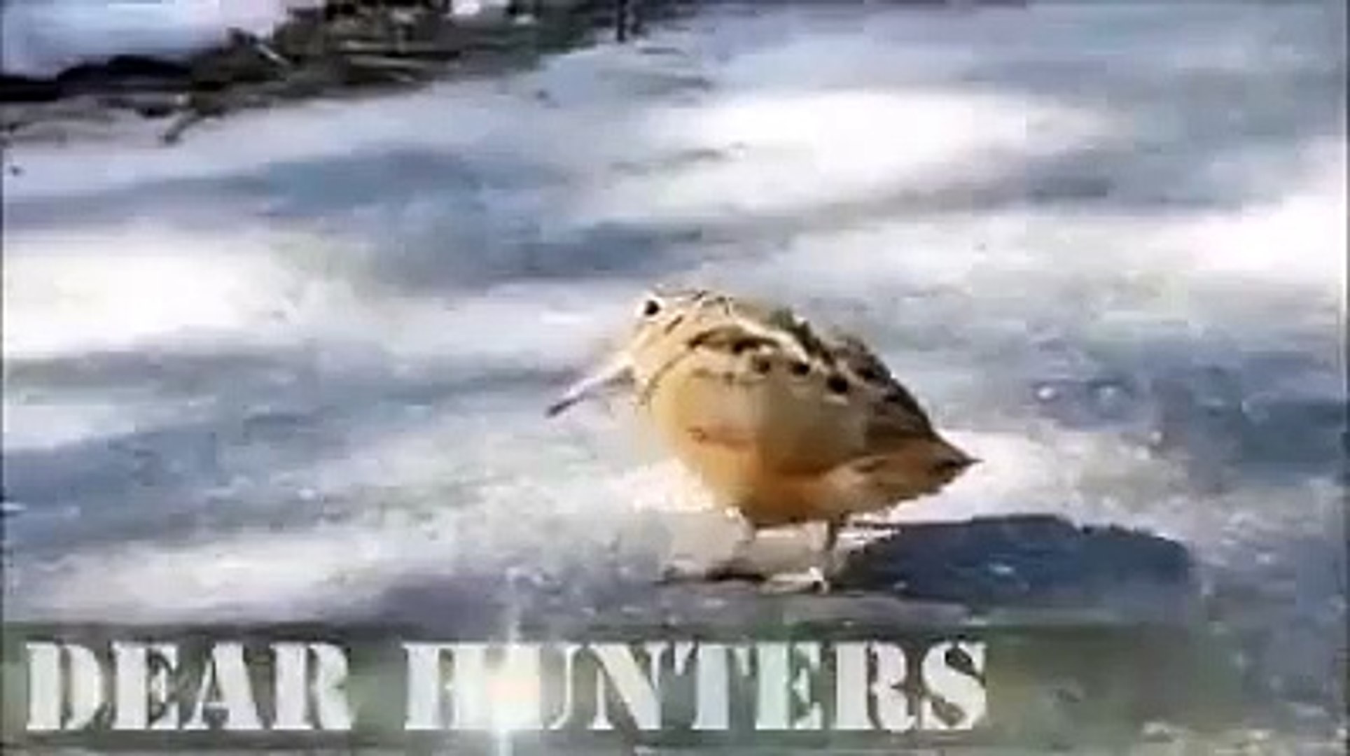 Swiggity Swooty Bird Gif