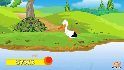 Animal Facts in Hindi - Stork
