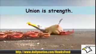Interesting videos Compilation. includes Union is strength, Prade performance and Mother's love.