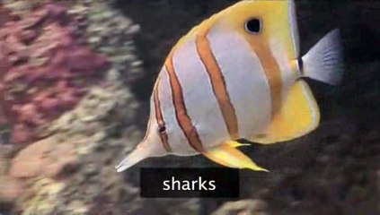 How To Know More About The London Aquarium