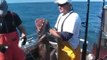 Alaska Fishing. Monster Halibut, fishing with Saltwater Safari out of Seward Alaska