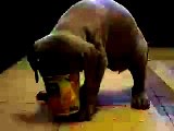 puppy weimaraner funny eat yogurt