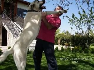 Kurdish KANGAL vs.English MASTIFF Dog Fight