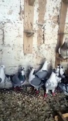 İsmail Karakeçili Yeni Kuşları Şanlıurfa 2015