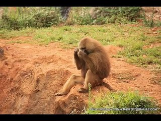 Animales en parque de la naturaleza de Cabarceno - Cantabria