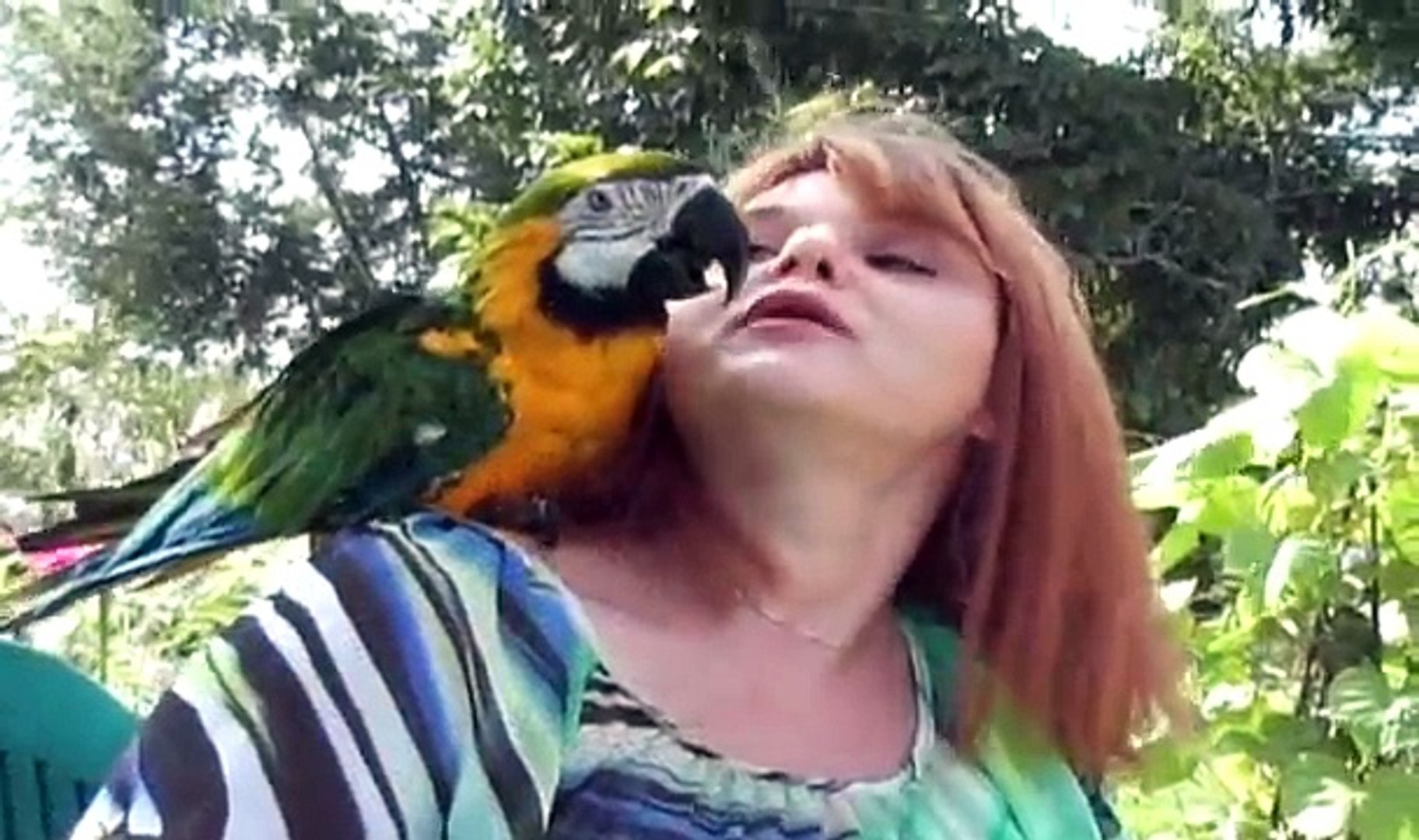 Macaw Betty in Parakeet Cage 17 Years