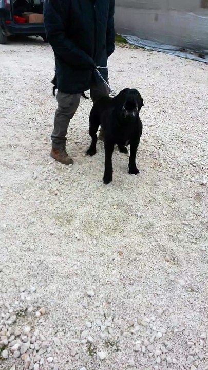 Cane Corso di 6 mesi da linee garganiche by www.bestsecuritydog.it