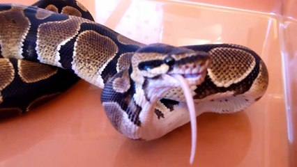Königspythons bei der Fütterung - Schlangen beim Jagen und Fressen - Maus gegen Schlange HD
