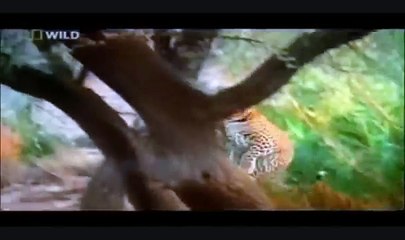 Siberian Tigers predation on brown bears.