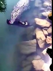 Cocodrilo en puerto Vallarta se come un perro