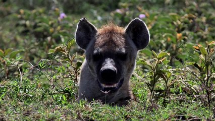 LIONS LIONS EVERYWHERE!