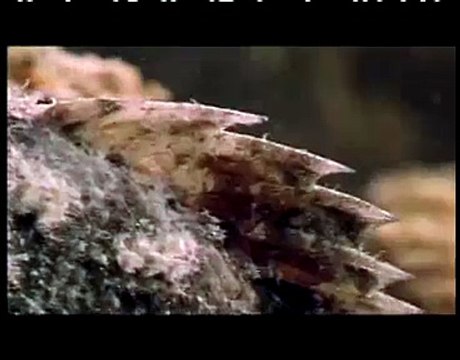 NATIONAL GEOGRAPHIC CHANNEL DEUTSCHLAND Todesgefahr