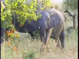 Elephants Eating Marula Fruit