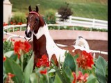 Saddlebred Stallion Monaco -