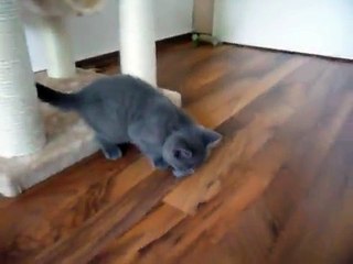 BKH und Scottish Fold Kitten