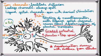 Best Action Potential explanation