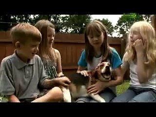 Beagle | Dogs 101