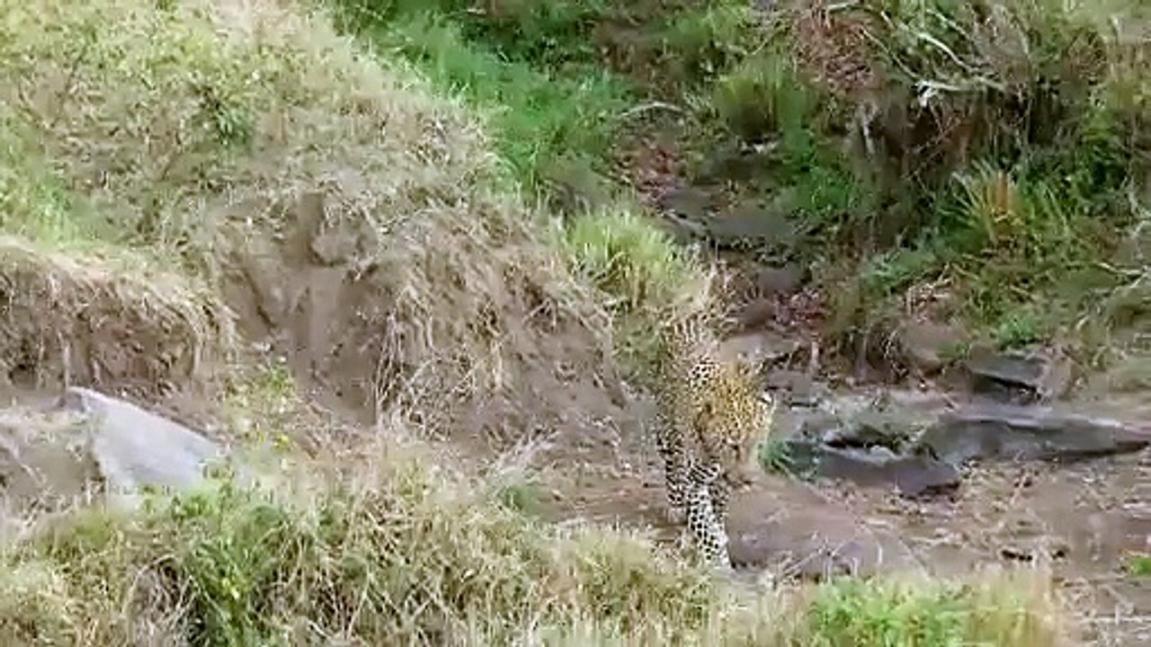 Leopard attacks Wildebeest