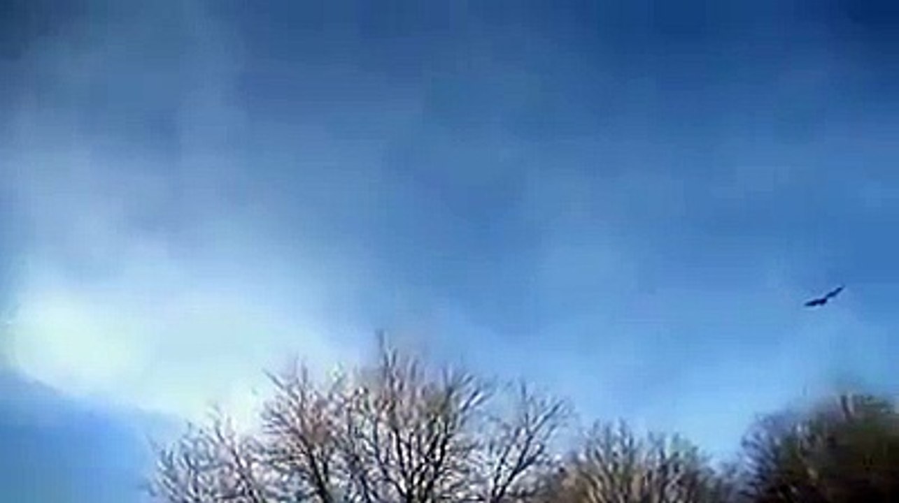 Eagle Tried to Snatch Child