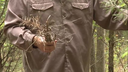 How to Find Good Tinder and Kindling