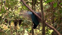 طيور الجنه - الطيور النادره من اجمل الطيور فى العالم HD ✔