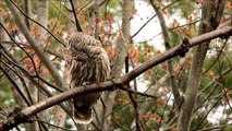 Barred Owl Female Vocalizing to Mate