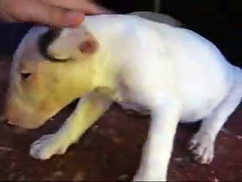 Bull Terrier Puppies - White Bull