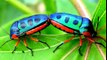 Monster Bug Wars - Bugs of Nightmares