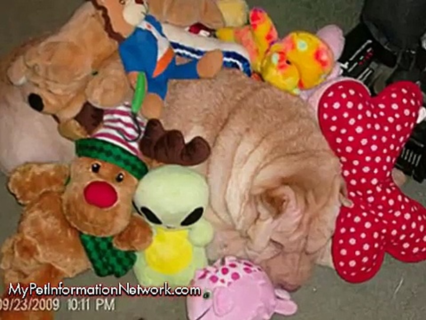 Pets With Their Stuffed Animals
