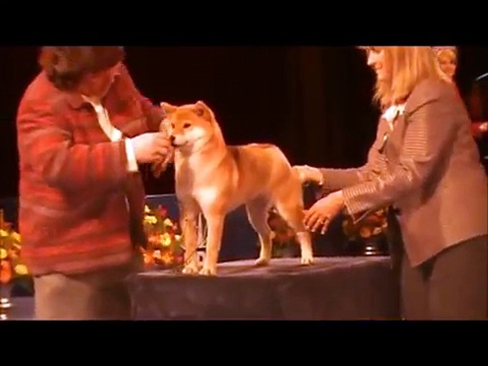 National Dog Show, Oaks, PA, Sunday Nov 19,2011