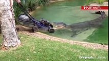 Crocodile attacks lawnmower in Australia