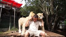 Volunteer in South Africa with lions