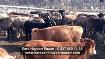 Kars Hayvan Pazarı Videoları