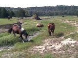 From These Hills by Templeton Thompson featuring the horses of Proud Spirit Horse Sanctuary